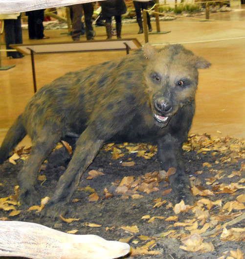 hyena-1